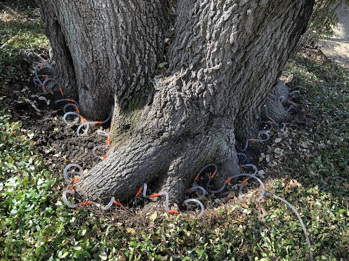 Detailed Tree Cabling and Bracing job site in Willisville